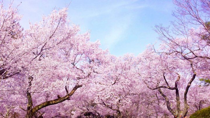 sakura